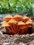 Image of Mycena leaiana (Berk.) Sacc. 1891