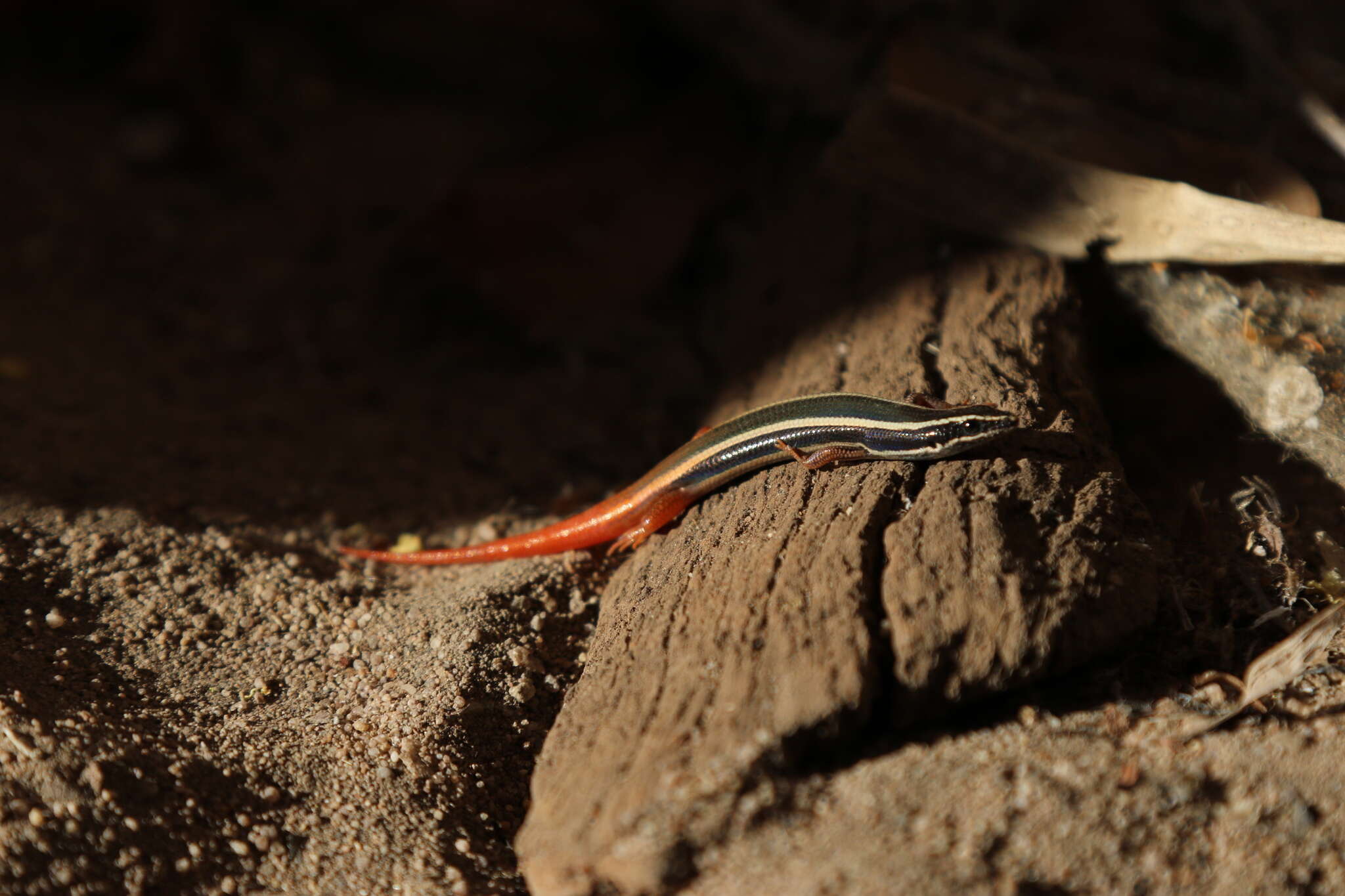 Image of Lined Firetail Skink