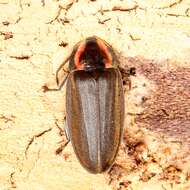 Image of Winter Firefly