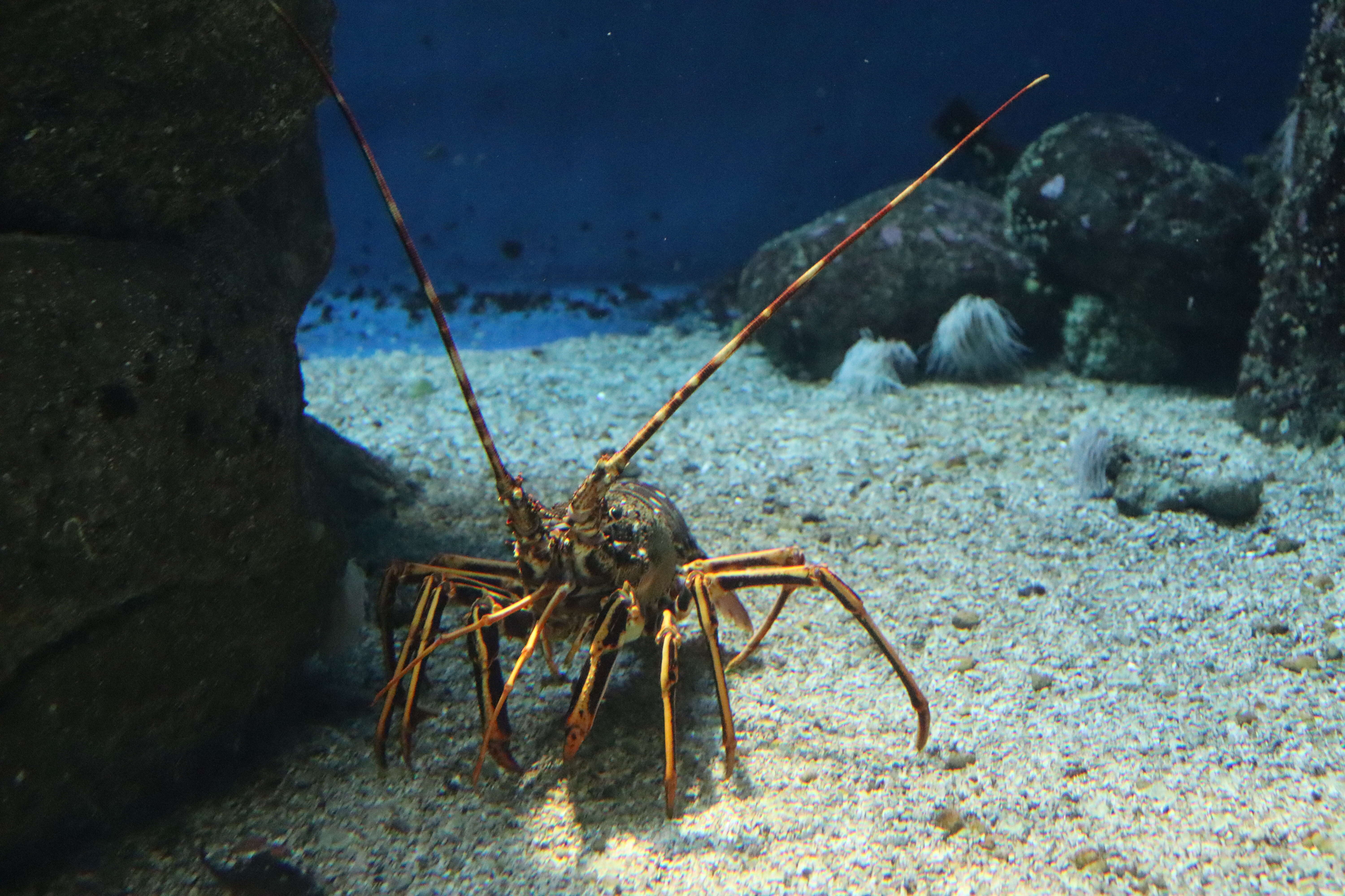 Image de langouste commune