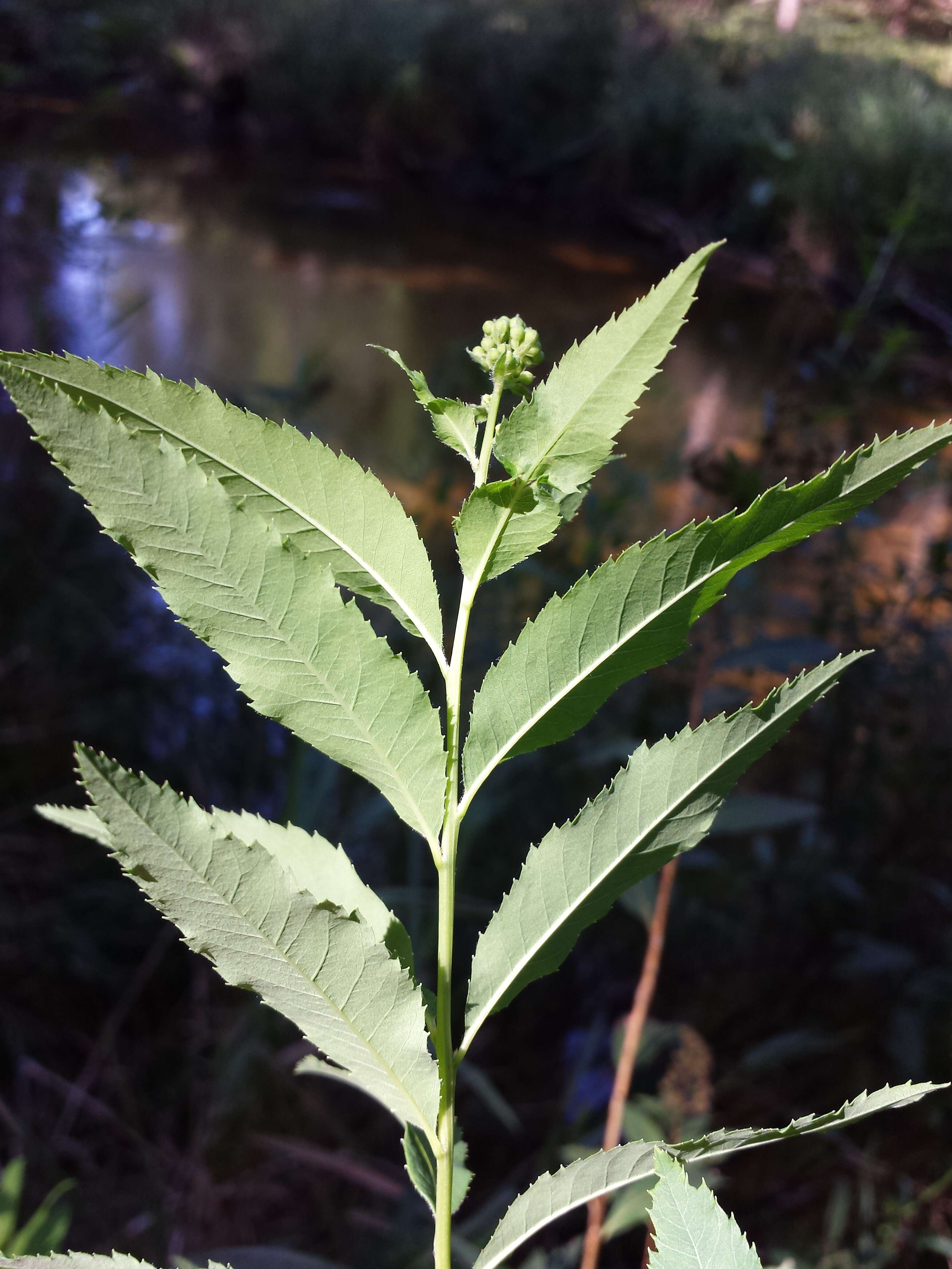 Слика од Spiraea salicifolia L.