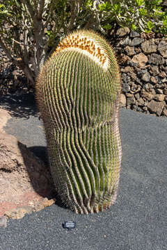 Image of Cactus