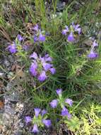 Imagem de Salvia roemeriana Scheele