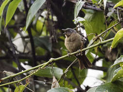 Image of Western Hemispingus