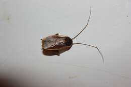 Image of Pennsylvania Wood Cockroach