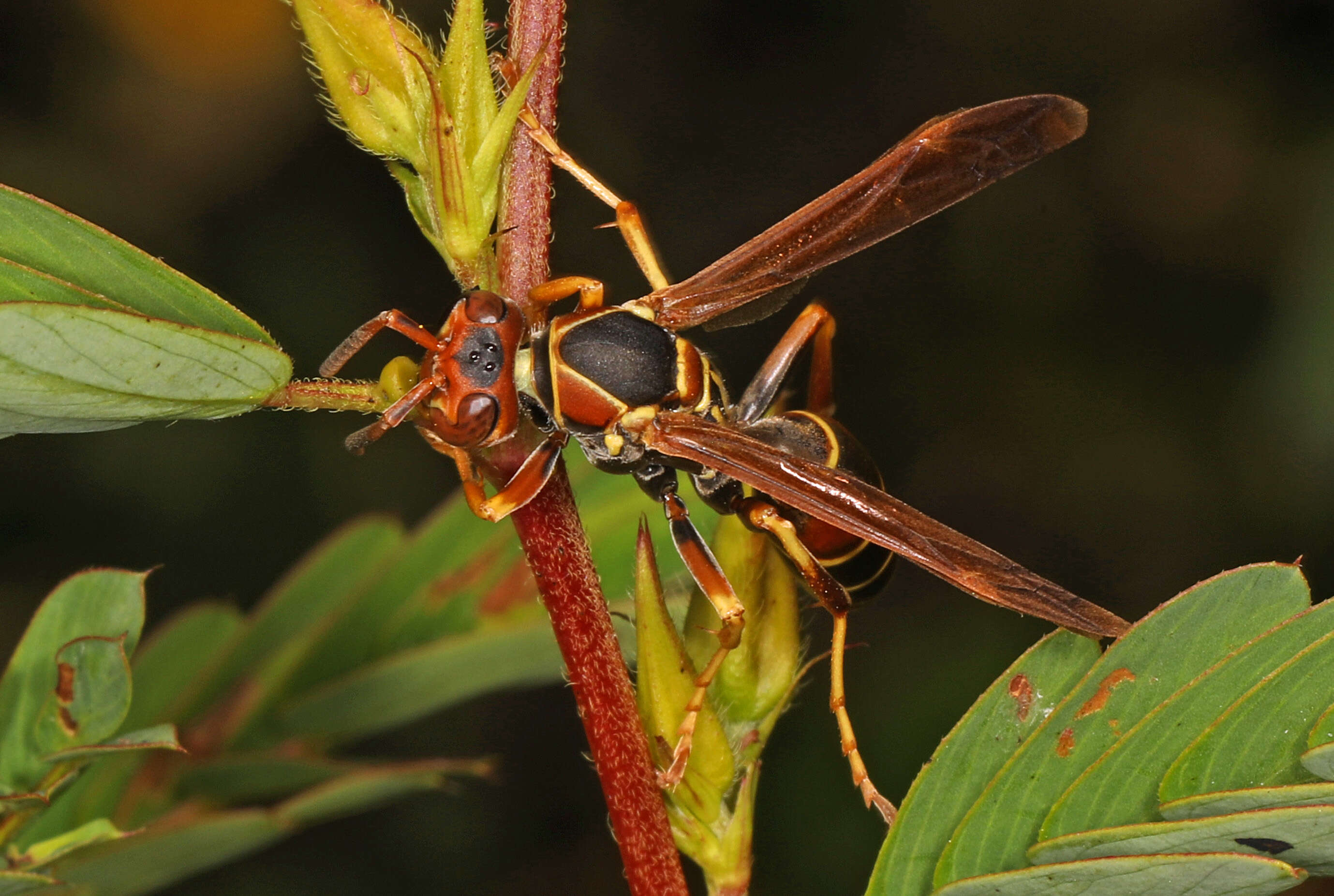 Image of Northern Paper Wasp