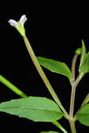 Image of american willowherb