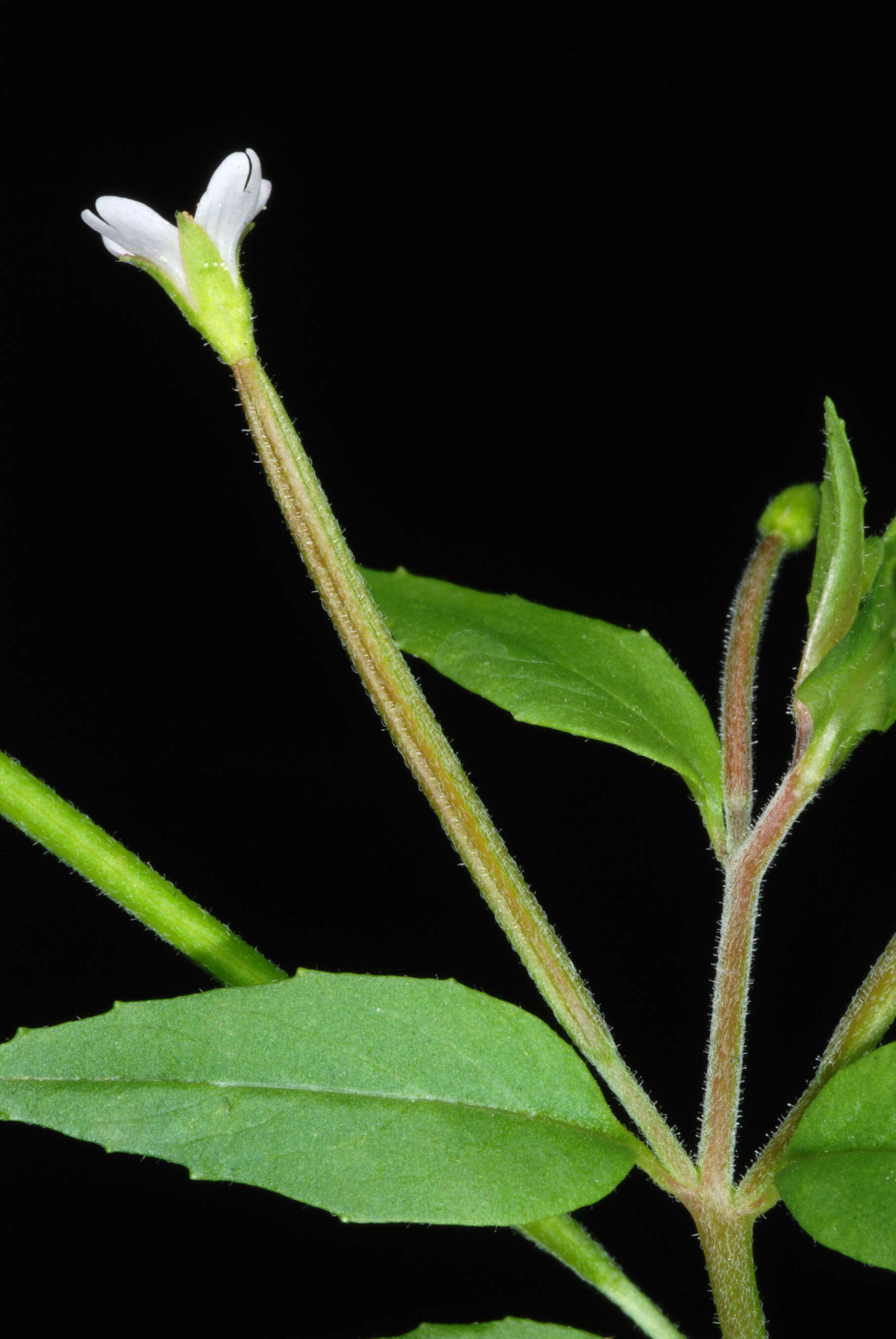 Image of american willowherb