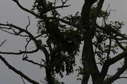 Image of Scissor-tailed Flycatcher