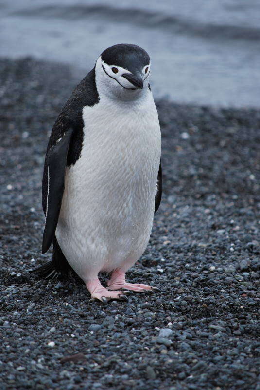 Image of Chinstrap Penguin