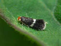 Image of pinch-barred pigmy
