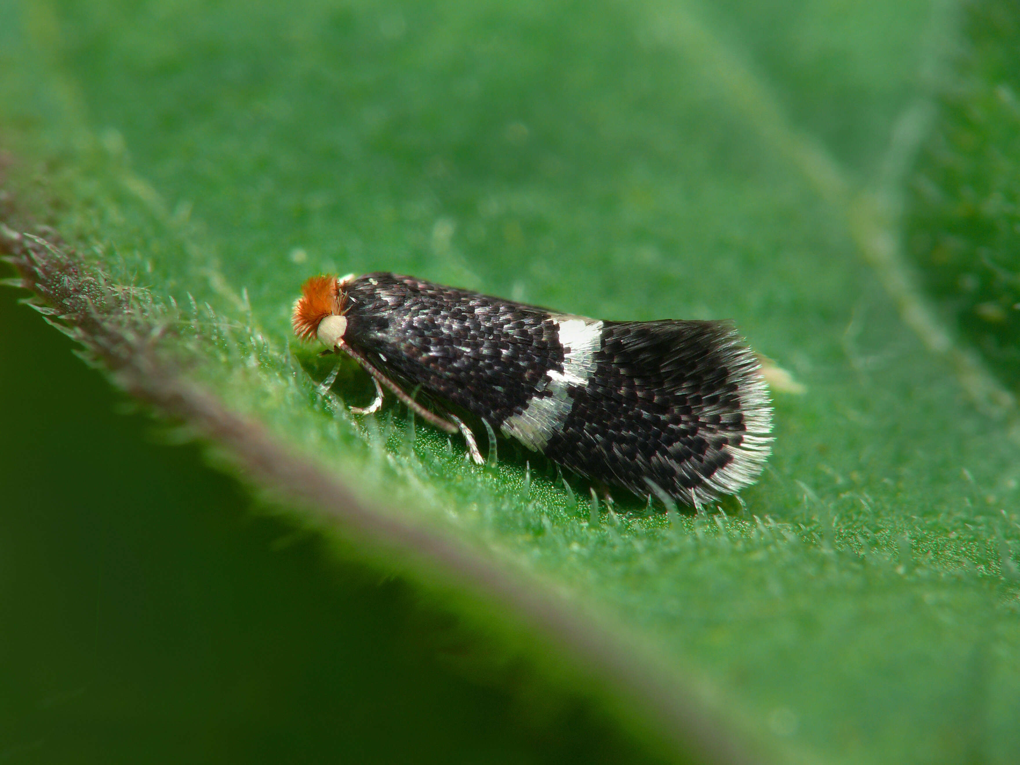 Image of pinch-barred pigmy
