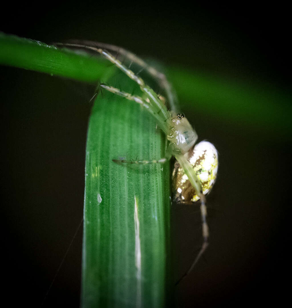 Image of Mangora maculata (Keyserling 1865)