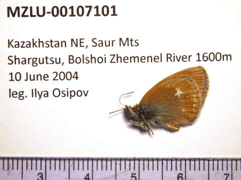 Image of Coenonympha glycerion