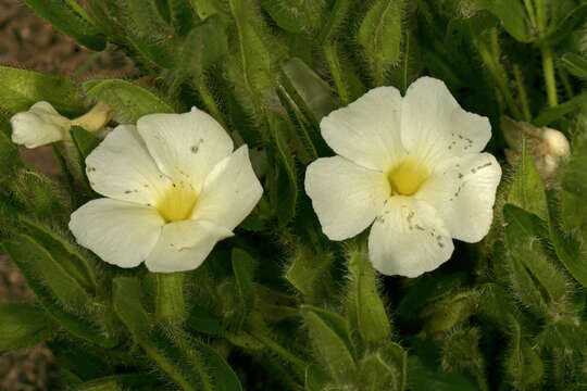 Image of Natal primrose