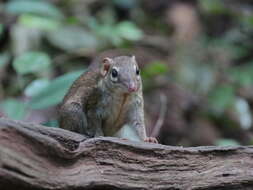 Image of Northern Tree Shrew