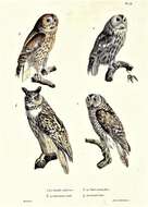 Image of Eurasian Eagle Owl