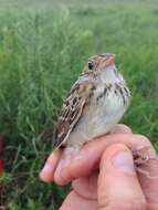 Image of Grasshopper Sparrow