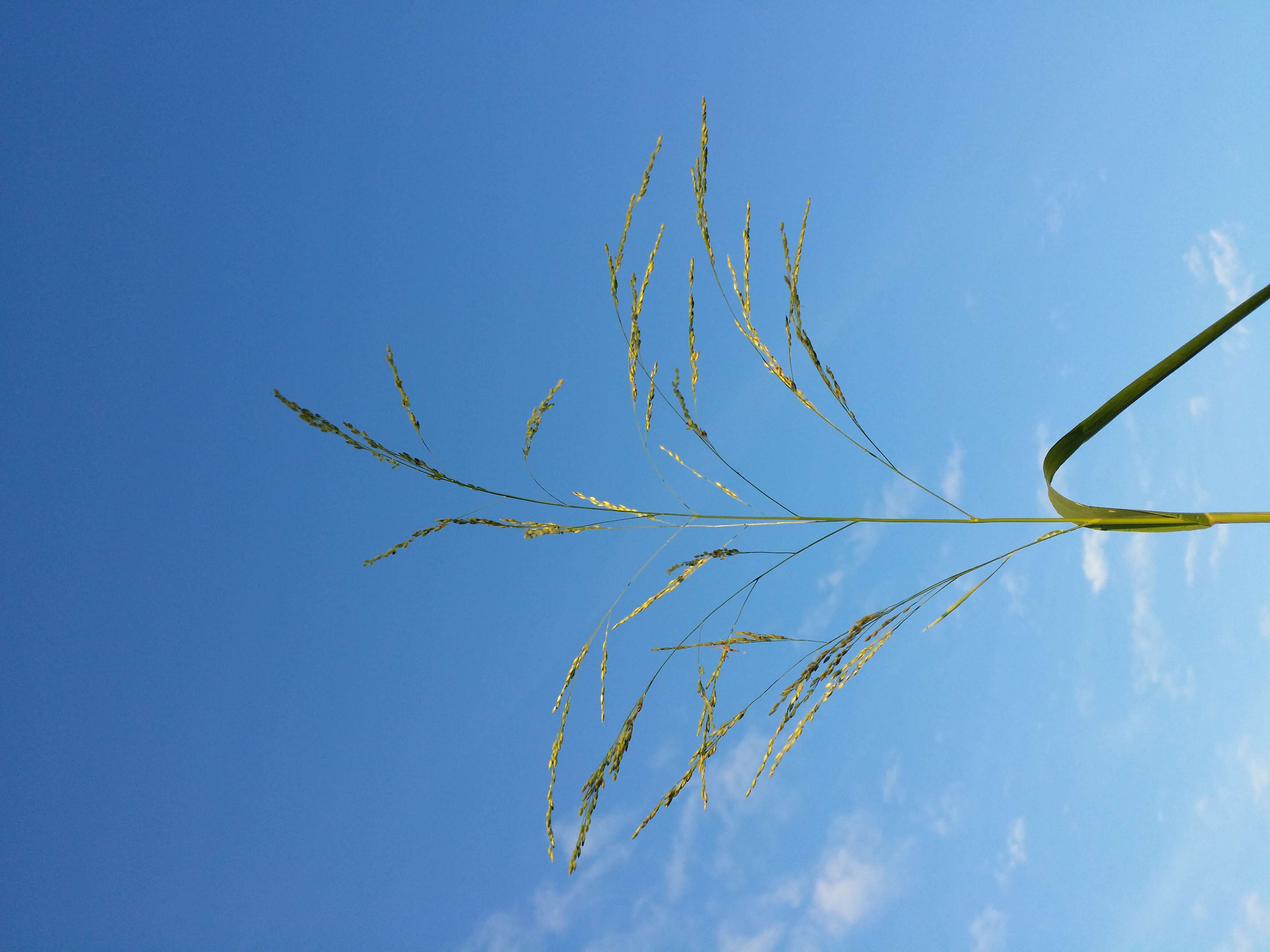 Imagem de Panicum dichotomiflorum Michx.