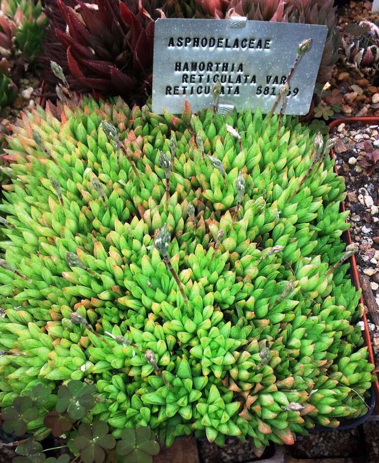 Haworthia reticulata (Haw.) Haw. resmi