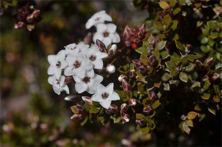 Plancia ëd Epacris serpyllifolia R. Br.