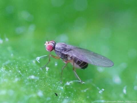 Image of Pomace fly