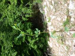 Слика од Medicago truncatula Gaertn.