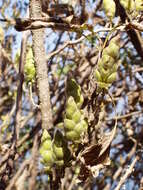 Imagem de Strobilanthes callosa Wall. ex Nees