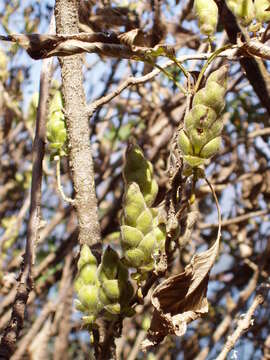 Imagem de Strobilanthes callosa Wall. ex Nees