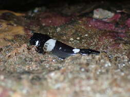 Image of Globe-headed Sculpin