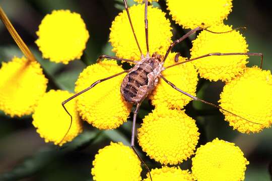 Image of Daddy longleg