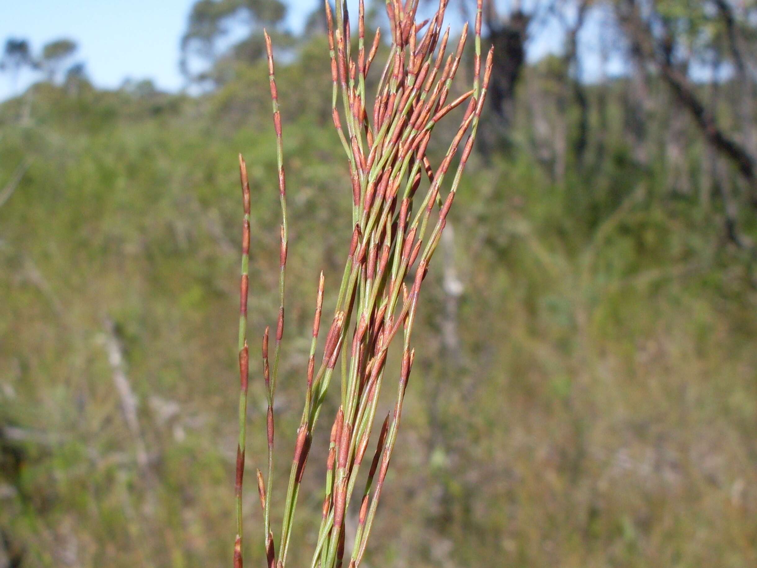 Слика од Chordifex fastigiatus (R. Br.) B. G. Briggs