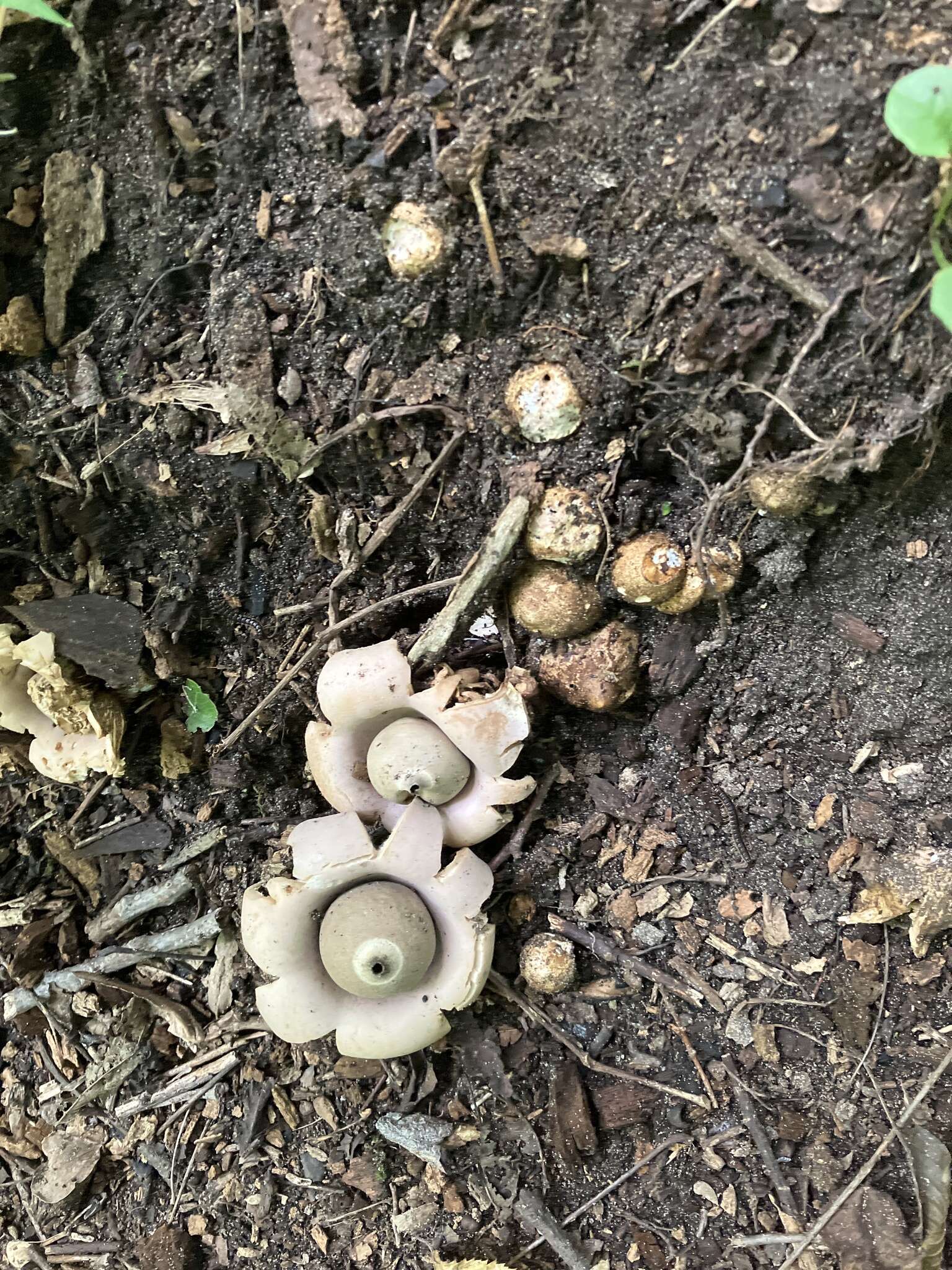 Image of Geastrum saccatum