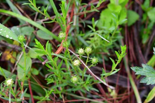 Image of Symphyotrichum bullatum (Klatt) G. L. Nesom