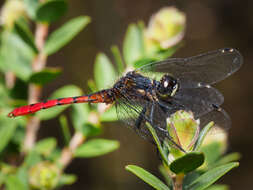 Image of Eastern Pygmyfly