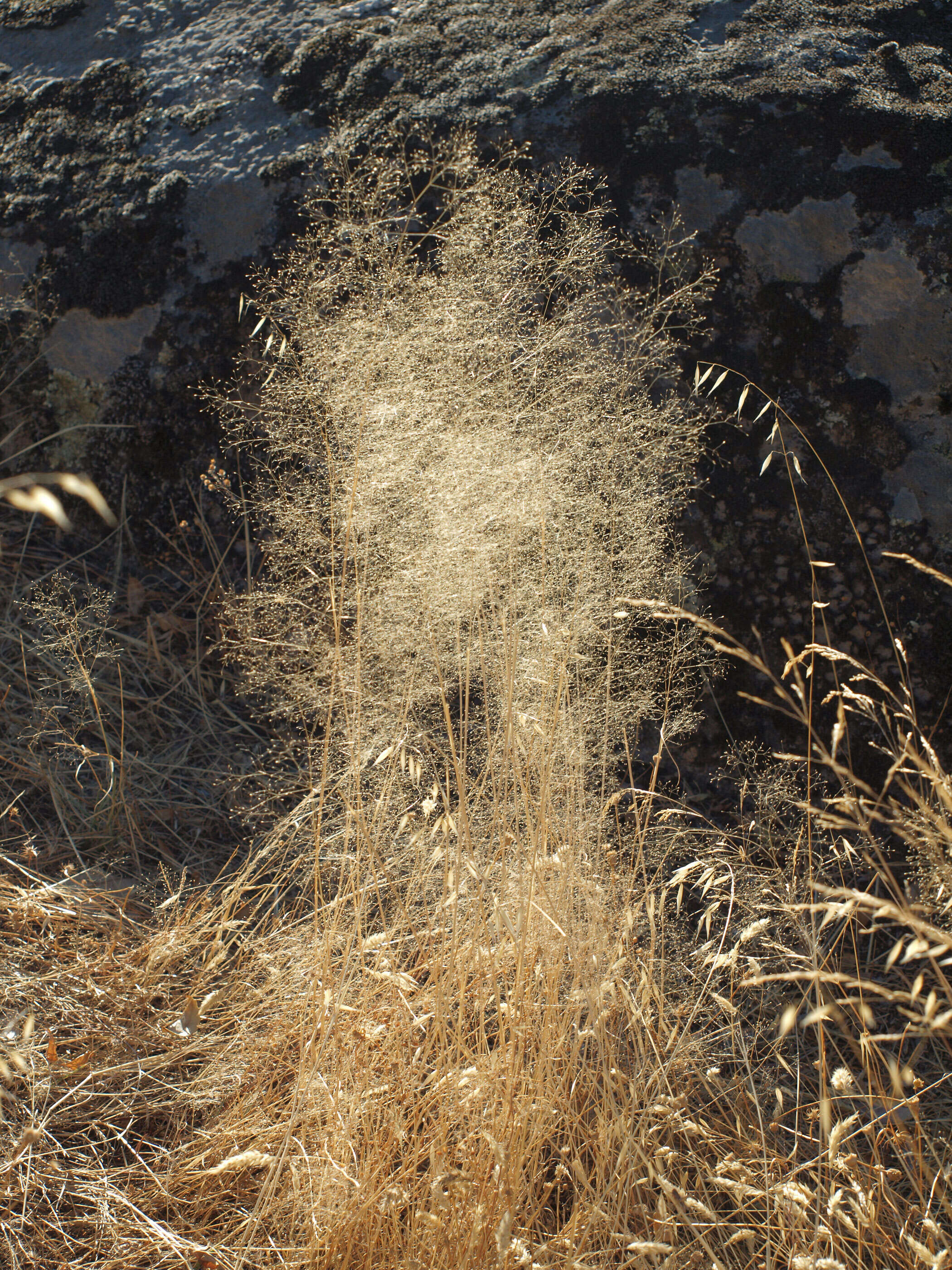 Image of bentgrass