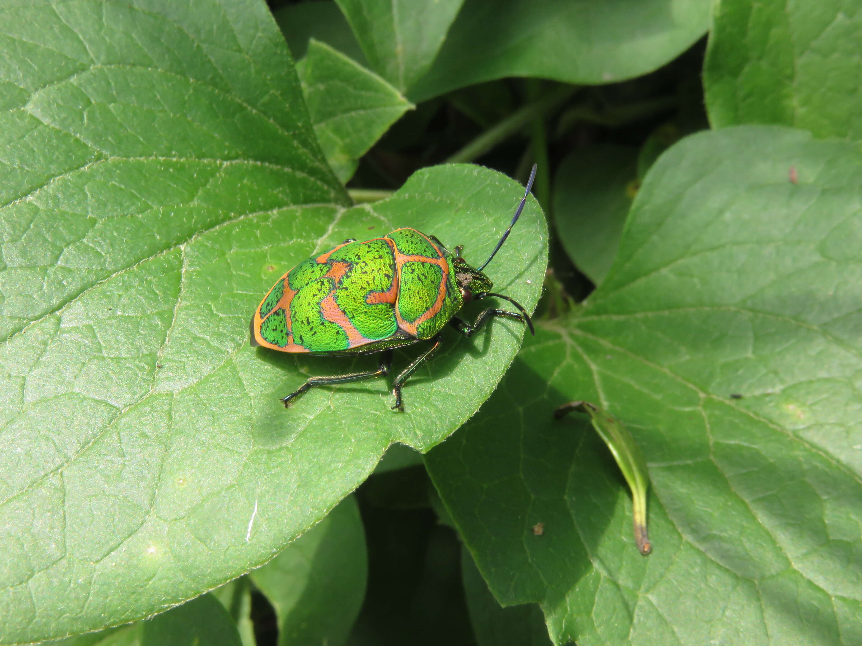 Image of Clown Stink Bug