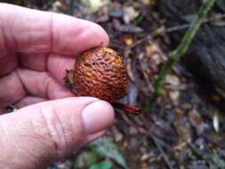 Image of Athertonia diversifolia (C. T. White) L. A. S. Johnson & B. G. Briggs