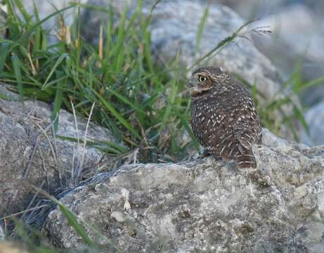 Image of Burrowing Owl