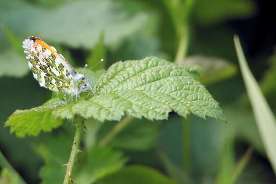 Image of orange tip