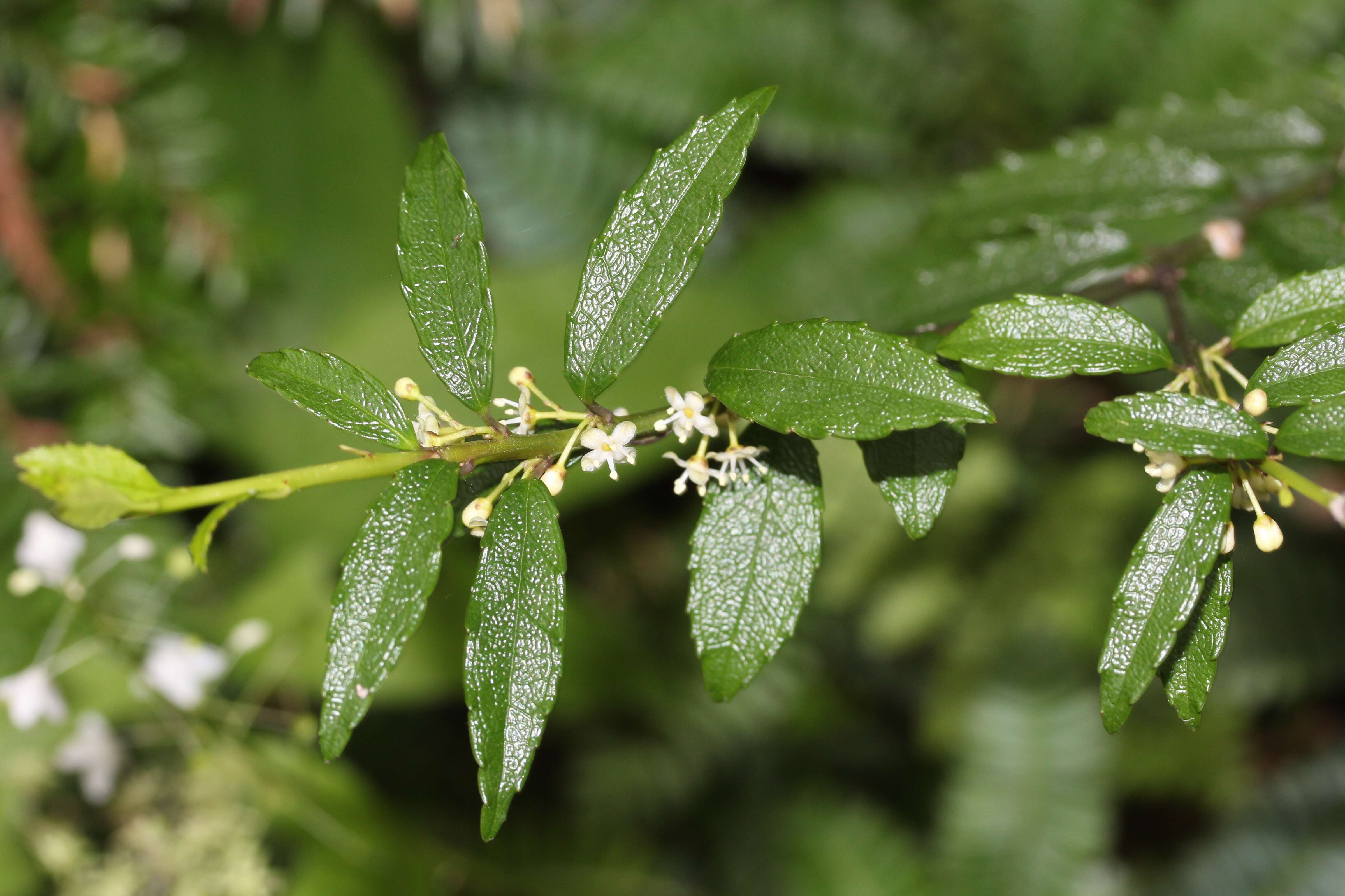 Image of Ilex rugosa F. Schmidt