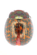 Image of Chrysolina