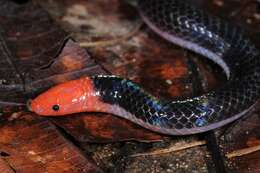 Image of Red-headed Reed Snake