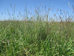 Image of Golden velvet grass