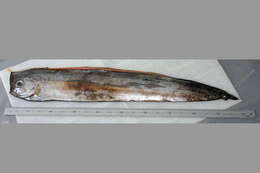 Image of Crested bandfish