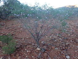 Imagem de Eremophila glutinosa R. J. Chinnock