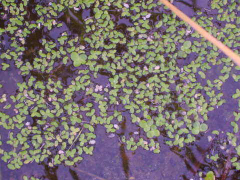 Image of Minute Duckweed