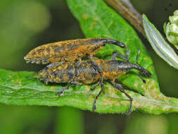 Image of Lixus fasciculatus Boheman 1836