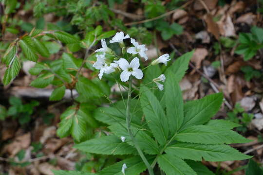 Image of Pinnate Coralroot