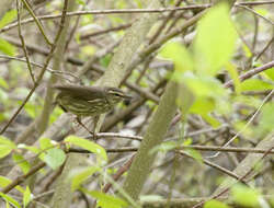 Image of Northern Waterthrush